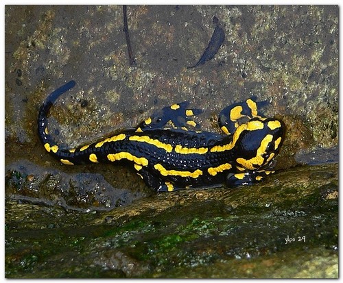 Salamandre 2