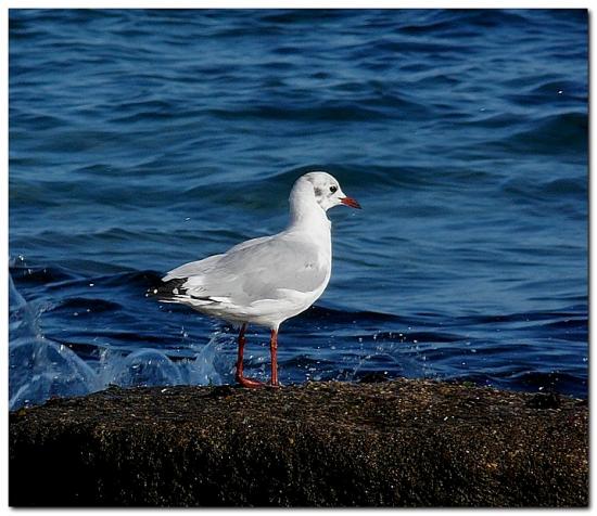 mouette rieuse1