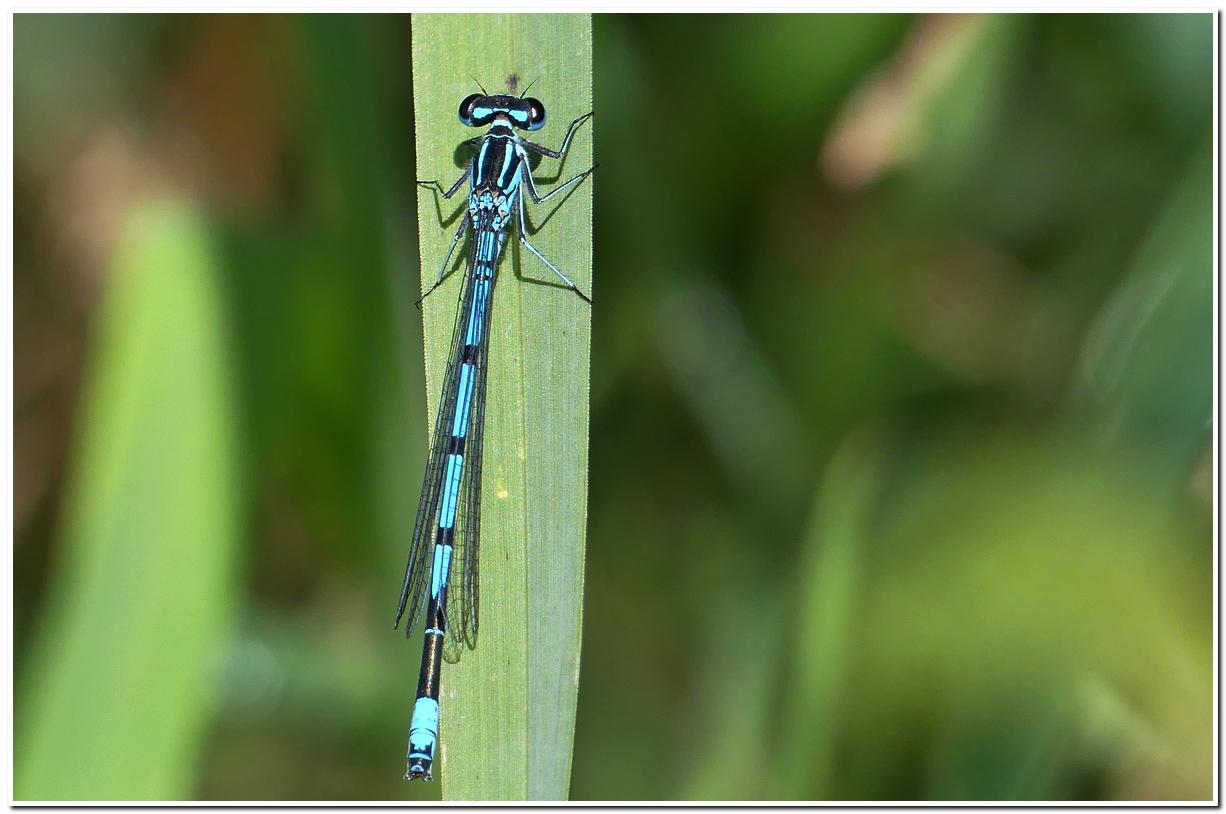 Agrion jouvencelle male nf1