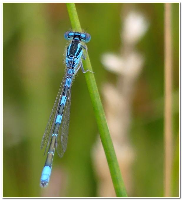 Agrion mignon ly2