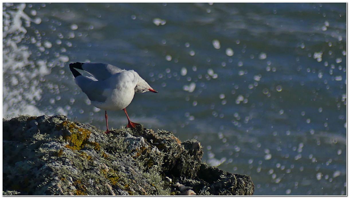 Mouette rieuse tv1