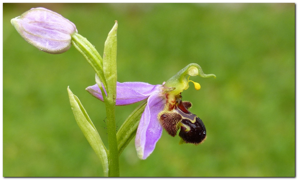 Ophrys abeille ophrys apifera a4
