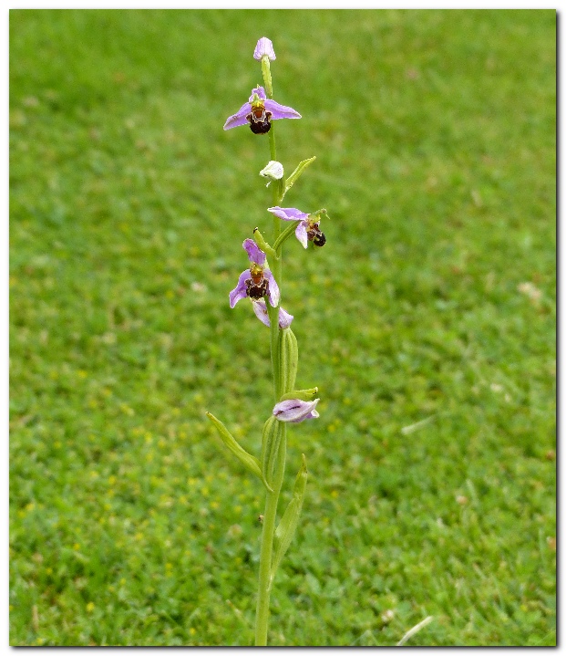 Ophrys abeille ophrys apifera a5