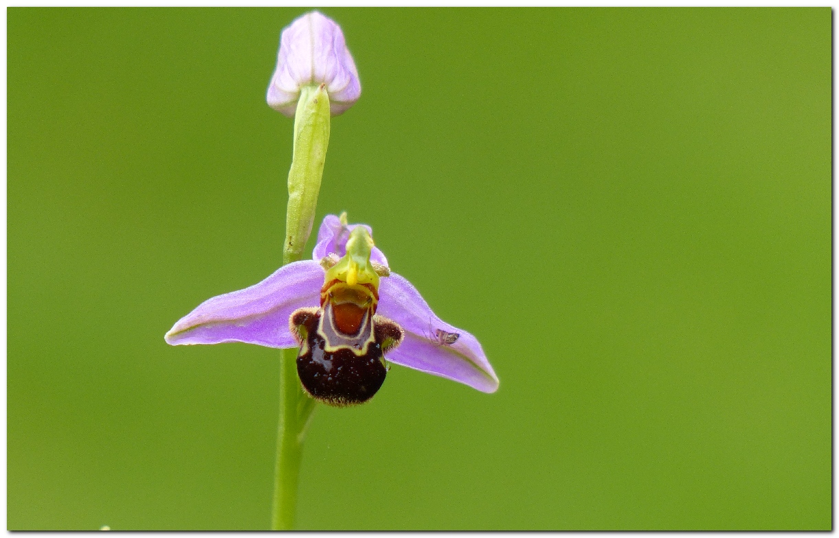 Ophrys abeille ophrys apifera a6