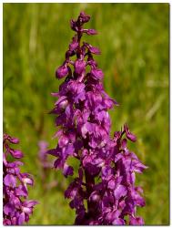 orchis-male-orchis-mascula-vt3.jpg