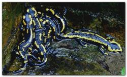 Salamandre 3
