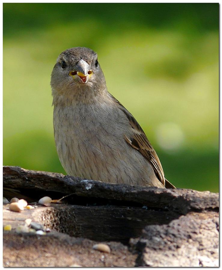 moineau-domestique-oo2.jpg