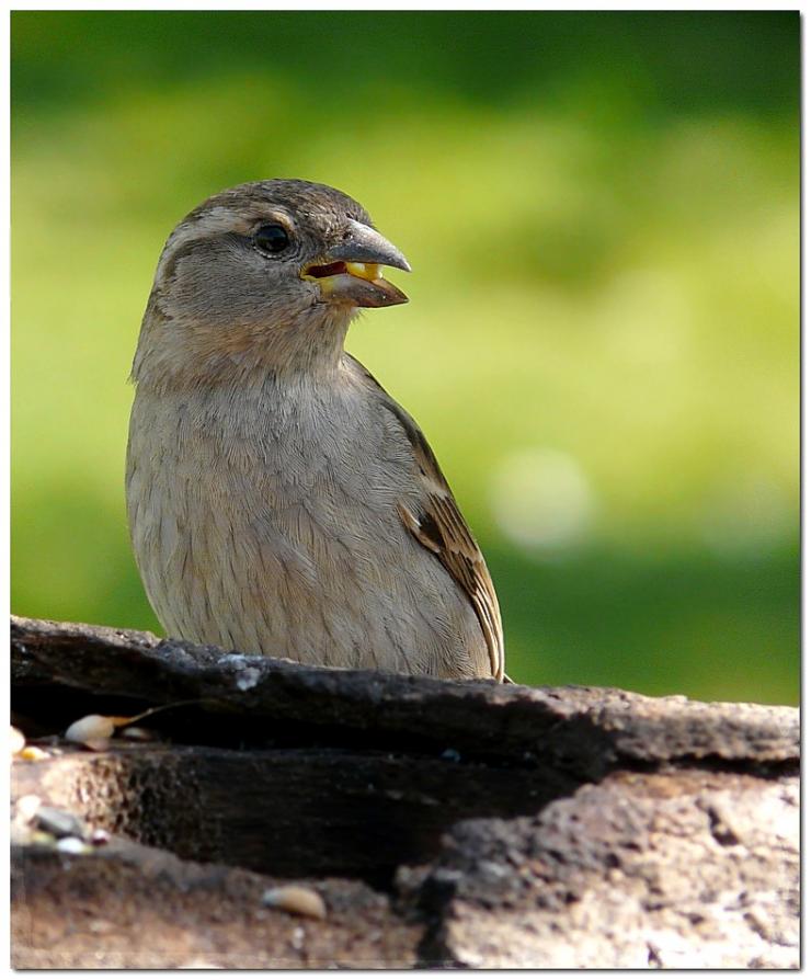 moineau-domestique-oo3.jpg